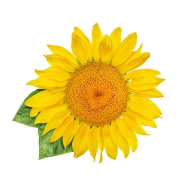 Sunflower isolated on white background Stock Photos