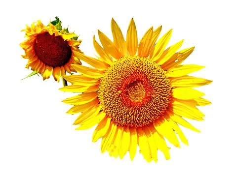 Sunflower isolated on white background Stockfoto's