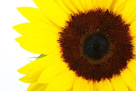 Sunflower isolated on white background Stock Photos