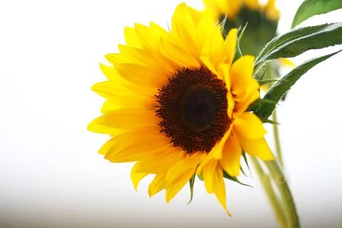 Sunflower isolated on white background Stock Photos