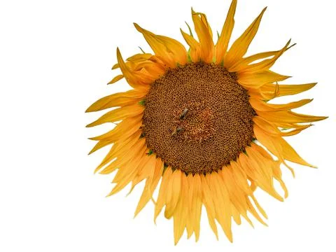 Sunflower isolated on white background Foto stock