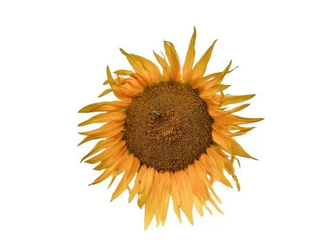 Sunflower isolated on white background Stockfoto's