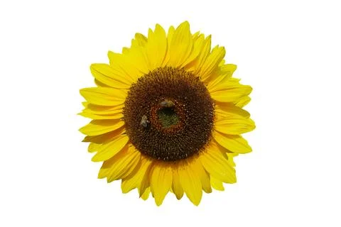 .sunflower isolated on white background. Foto stock