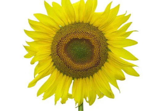 Sunflower isolated on white background 库存照片