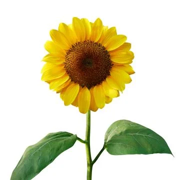 Sunflower isolated on white background Stock Photos