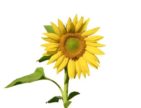 Sunflower isolated on white background Stock Photos