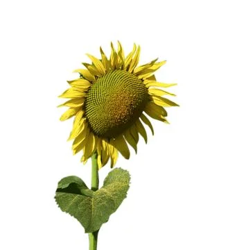Sunflower isolated on white background Stock Photos