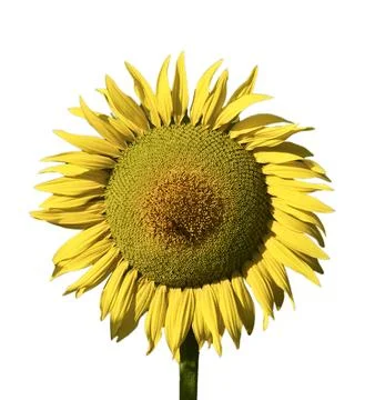Sunflower isolated on white background Stock Photos
