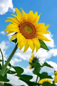 Sunflower isolated on white background Foto stock