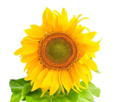 Sunflower isolated on white background Stock Photos