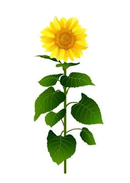 Sunflower isolated on white background vector Stock Illustration