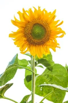 Sunflower isolated on white Stock Photos