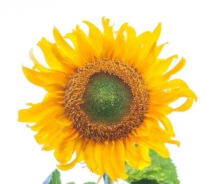 Sunflower isolated on white Stock Photos