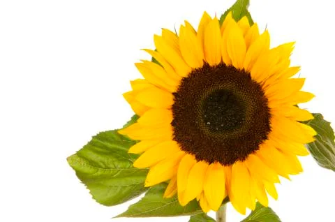 Sunflower isolated in white Stock Photos