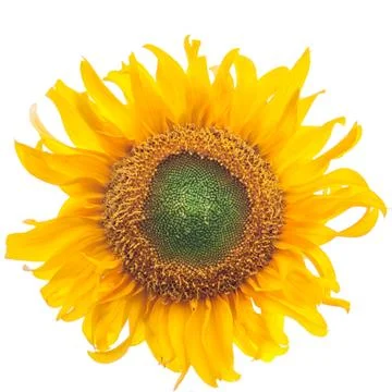 Sunflower isolated on white Stock Photos
