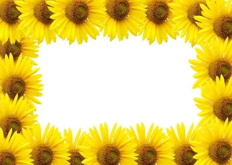 Sunflower  isolated on white. Fotos de archivo