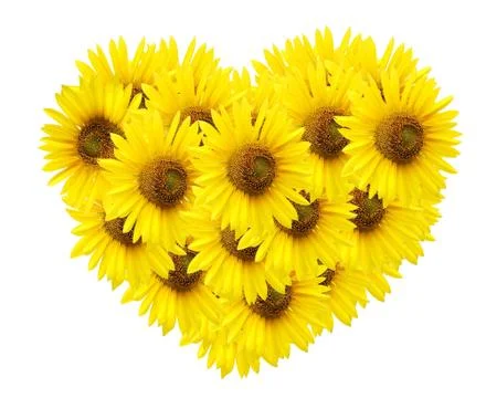 Sunflower  isolated on white. Stock Photos