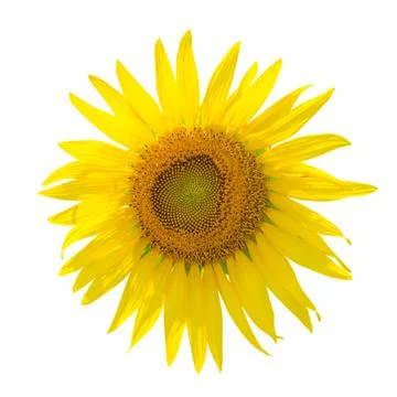 Sunflower isolated on white Stock Photos