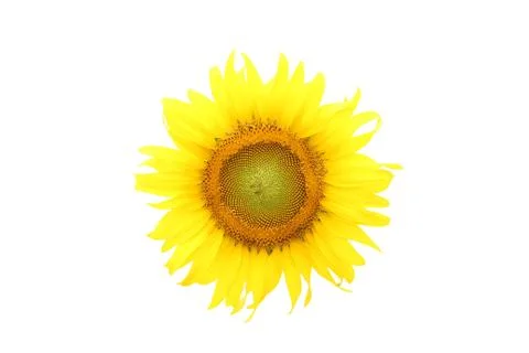 Sunflower on isolated white Stock Photos