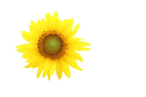 Sunflower on isolated white Foto stock