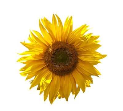 Sunflower isolated on white Stock Photos