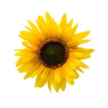 Sunflower isolated on white. Stock Photos