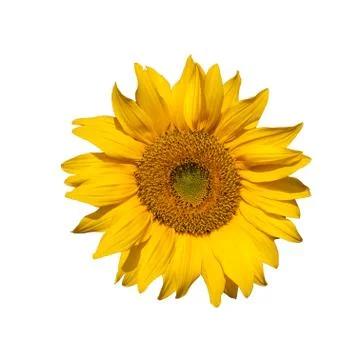 Sunflower Isolated on white Square Stock Photos