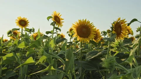 Green paddy field dancing with wild wind. Beautiful paddy field 4K