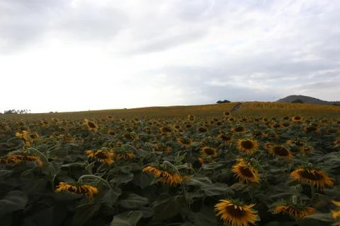 Sunflower Korat Stock Photos
