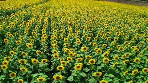 Sunflower Landscape Stock Footage 340777924