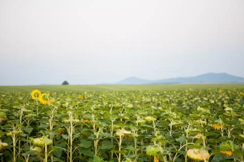 Sunflower landscape Stock Photos