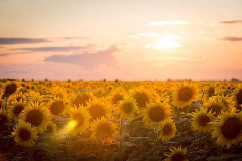 Sunflower landscape Stock Photos