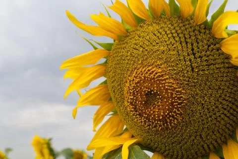Sunflower in a large field Foto stock