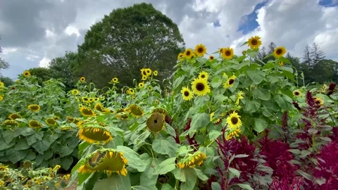Sunflower Large Tree Stock Footage 159323496
