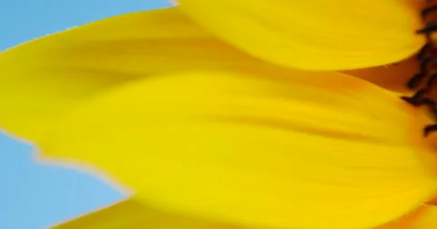 Sunflower Large Yellow Petals Macro Close Up Panning to Center, 4K Stock Footage 66508091