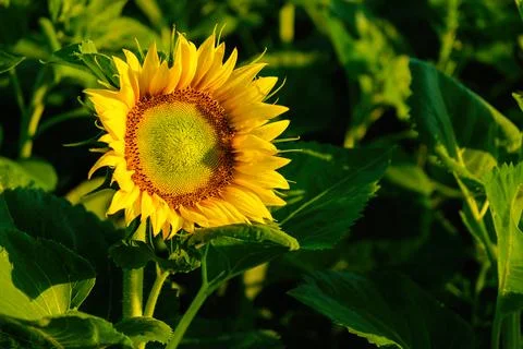 The sunflower in the last rays. Close up. Stock Photos