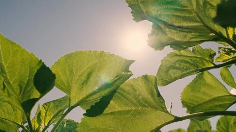 Sunflower leaf close-up, rays sunlight from sunflower leaves, agriculture Stock Photos