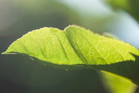 Sunflower Leaf Closeup Stock Photos