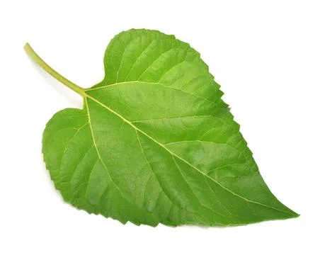 Sunflower leaf isolated on white background. Flat lay, top view Stock Photos