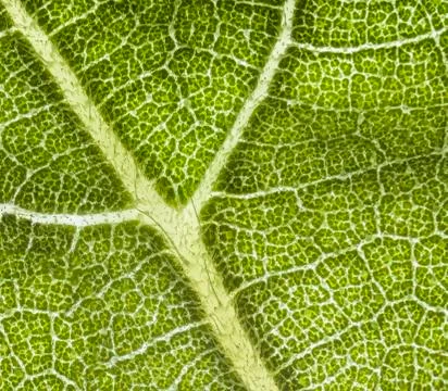Sunflower Leaf Stock Photos