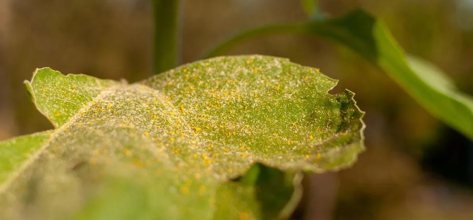 Sunflower leaf with pollen. Fotos Stock