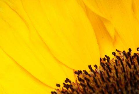 Sunflower leafs as flames of joy Stock Photos