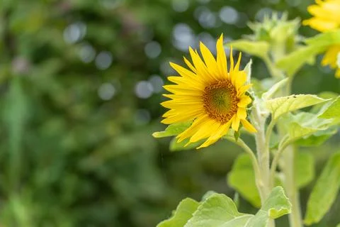 A sunflower leans to the side while the background is illuminated with soft Stock Photos