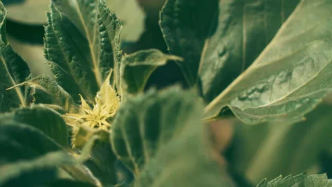 Sunflower leaves 스톡 동영상 246047701