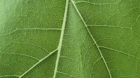 Sunflower leaves Stock Footage 318708942