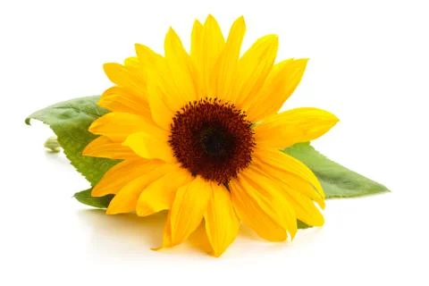 Sunflower with leaves. Stock Photos