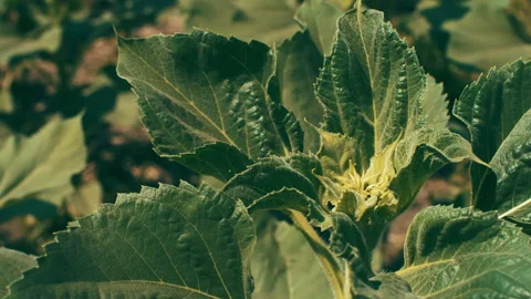 Sunflower leaves in the wind Video stock 246025223