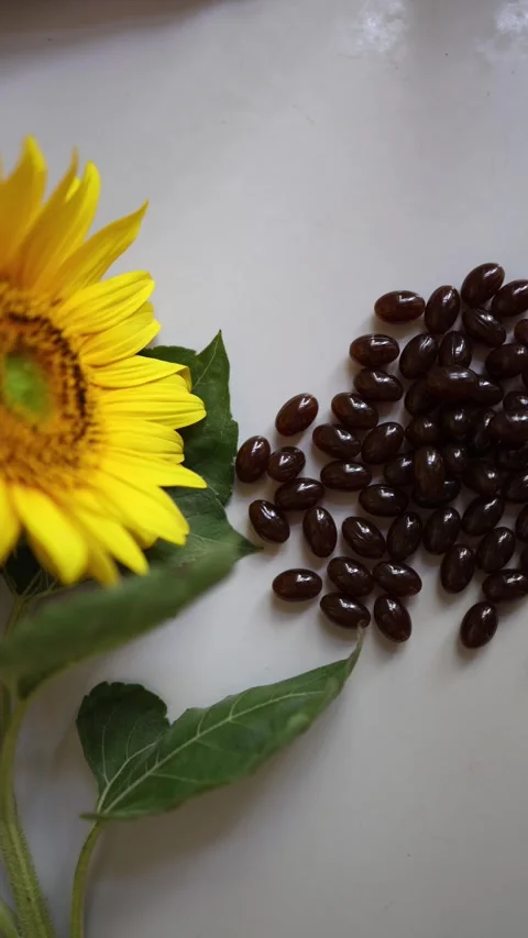 Sunflower lecithin capsules beside bright sunflower and green leaves Видео 342610478