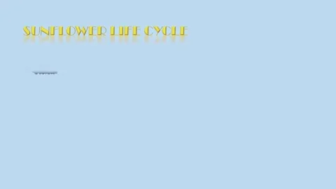 Sunflower Life Cycle Stock Footage 298147758