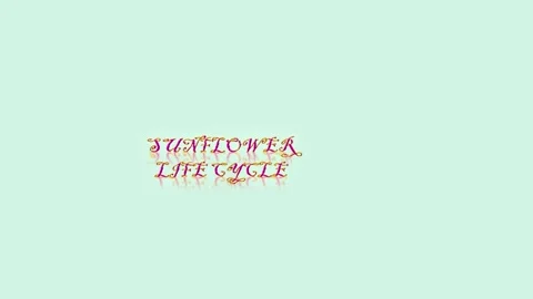 Sunflower Life Cycle 動画素材 298147789